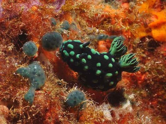 Deep Inside The Ocean