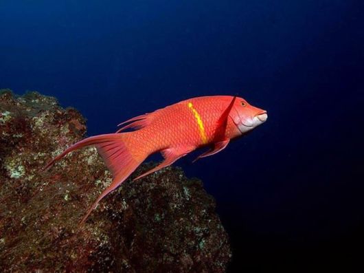 Deep Inside The Ocean