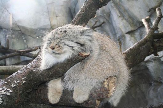 Fluffy Animals Will Make You Say Awww