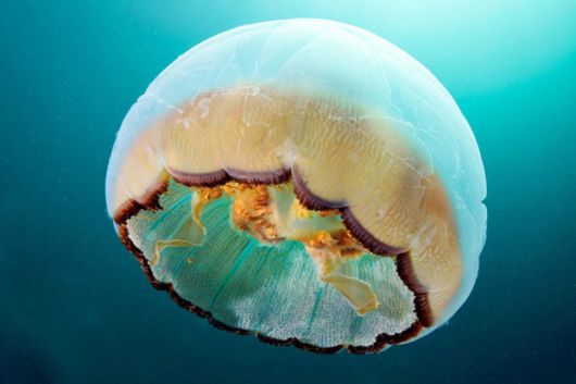 Otherworldly Photographs Of Underwater Jellyfish