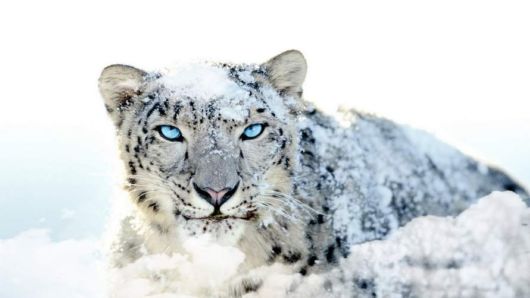 Beautiful Rare White Animals